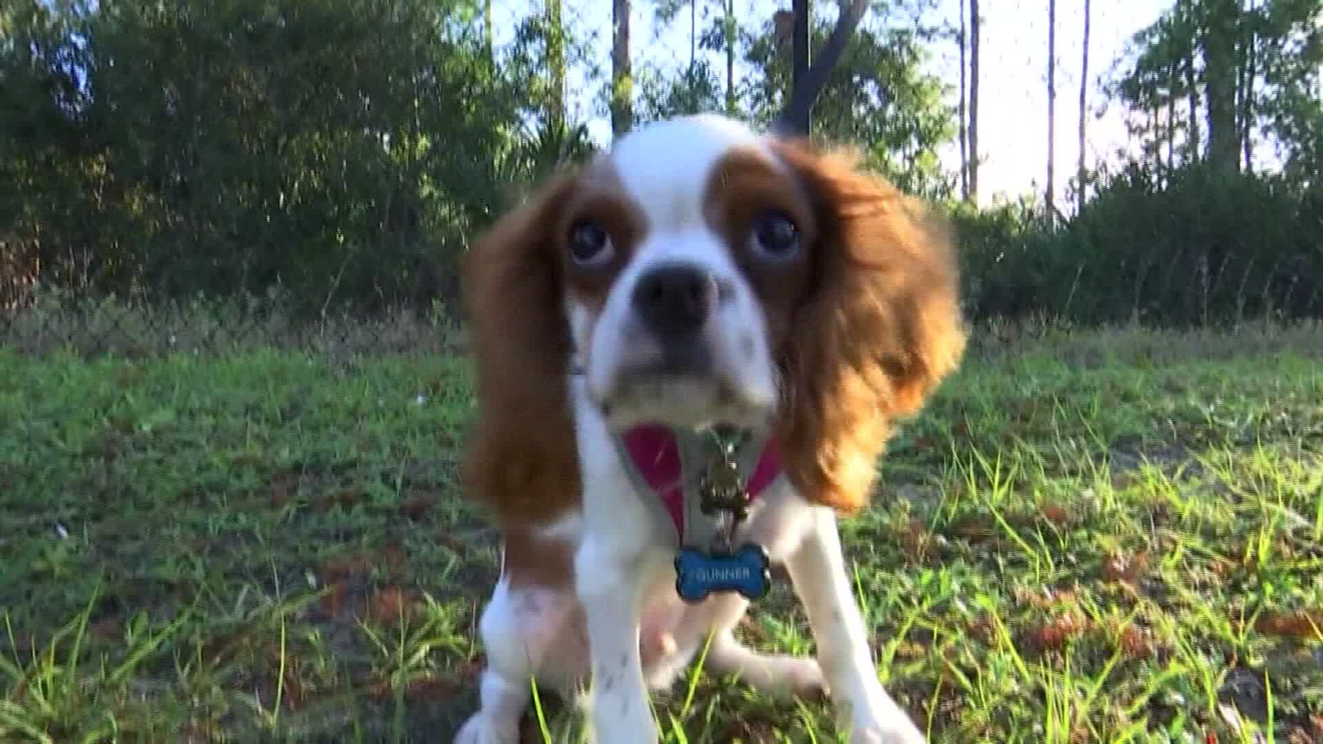 Puppy